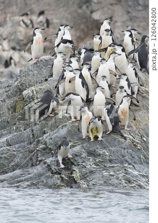 Chinstrap Penguins coming to the water 126042800
