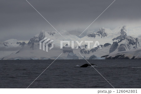 Humpback whale tail with icy mountains backdrop Antarctica Humpback whale tail with icy mountains backdrop Antarctica 126042801