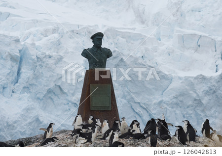 Chinstrap Penguins coming to the water 126042813