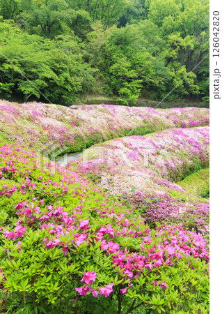 大阪府民の森 なるかわ園地 つつじ園 大阪府民の森 なるかわ園地 つつじ園 126042820