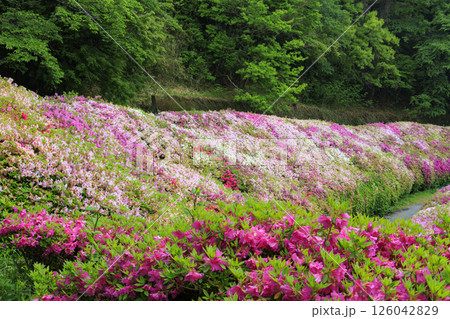 大阪府民の森 なるかわ園地 つつじ園 126042829