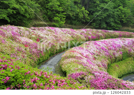 大阪府民の森 なるかわ園地 つつじ園 126042833