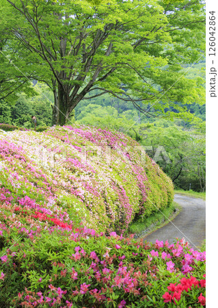 大阪府民の森 なるかわ園地 つつじ園 126042864