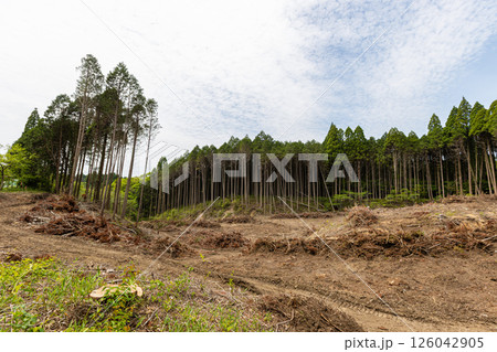 杉が伐採された後の山　太陽光発電の開発による森林破壊や洪水の原因 126042905