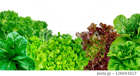Frame set of lettuce leaves isolated on a white background. Frame set of lettuce leaves isolated on a white background. 126043017