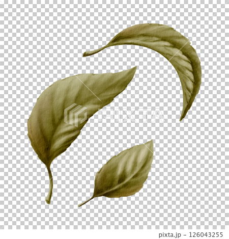 Cherry tree green leaves isolated on white background. Watercolor botanical illustration with fresh spring foliage, natural detail for eco packaging, wall decor or garden design Cherry tree green leaves isolated on white background. Watercolor botanical illustration with fresh spring foliage, natural detail for eco packaging, wall decor or garden design 126043255