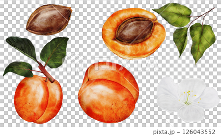Apricot watercolor big set. Juicy realistic set hand drawing of ripe fruit. Clip art on isolated white background. Ideal for logo, tags, stickers for natural food and cosmetics stores 126043552