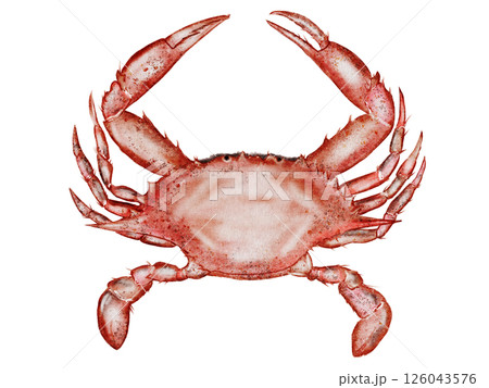 Crab watercolor. Hand drawn sea animal on isolated white background. Clip art sea food. Ideal for restaurant menus, packaging, cards and logo of organic ocean product 126043576