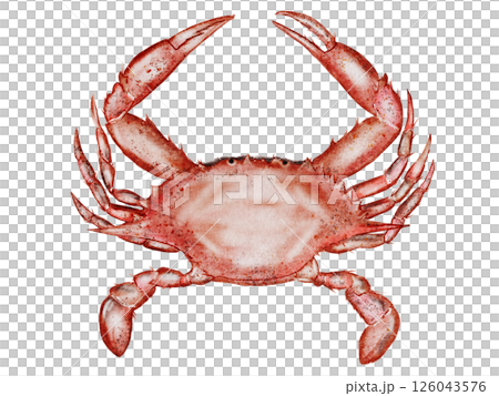 Crab watercolor. Hand drawn sea animal on isolated white background. Clip art sea food. Ideal for restaurant menus, packaging, cards and logo of organic ocean product 126043576