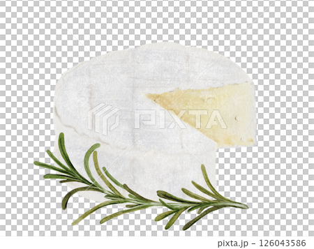 Camembert or brie cheese watercolor drawing. Hand drawn illustration of dairy cream product with rosemary of French cuisine. Clip art of food on white background. Ideal for packaging of farm organic 126043586
