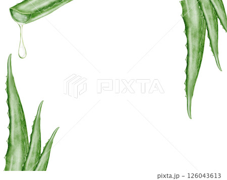 Aloe vera watercolor frame. Green leaf of the plant on a white background. Clip art botanical. Ideal for packaging cosmetics, posters of cosmetic clinics. Botanical succulent aloe. Aloe vera watercolor frame. Green leaf of the plant on a white background. Clip art botanical. Ideal for packaging cosmetics, posters of cosmetic clinics. Botanical succulent aloe. 126043613