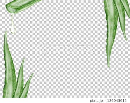 Aloe vera watercolor frame. Green leaf of the plant on a white background. Clip art botanical. Ideal for packaging cosmetics, posters of cosmetic clinics. Botanical succulent aloe. Aloe vera watercolor frame. Green leaf of the plant on a white background. Clip art botanical. Ideal for packaging cosmetics, posters of cosmetic clinics. Botanical succulent aloe. 126043613