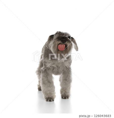 Funny image of purebred dog, Miniature Schnauzer standing and licking screen isolated on white background. 126043683