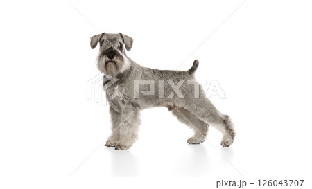 Adorable, well-groomed dog, purebred Miniature Schnauzer standing and posing against white studio background. 126043707