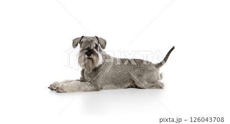 Serious, purebred, smart pet, Miniature Schnauzer calmly lying on floor and looking at camera isolated on white background. 126043708