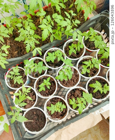 Top view of tomato seedlings in plastic containers. Farming concept, seasonal product 126043896
