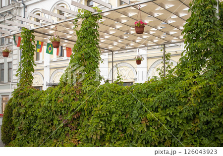 Stems of maiden grapes with green leaves decorate the outdoor terrace of a summer cafe 126043923