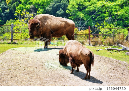 アメリカバイソン 126044780