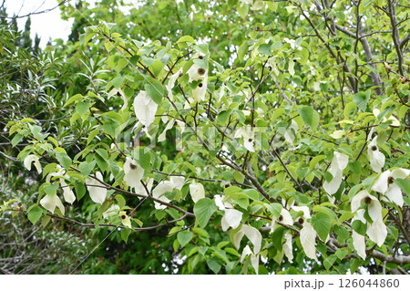 ハンカチノキ Handkerchief tree ハンカチノキ Handkerchief tree 126044860