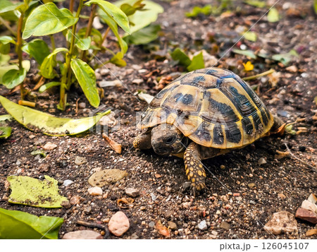 Land Tortoise in Montenegro Garden – Wild Reptile in Backyard Land Tortoise in Montenegro Garden – Wild Reptile in Backyard 126045107