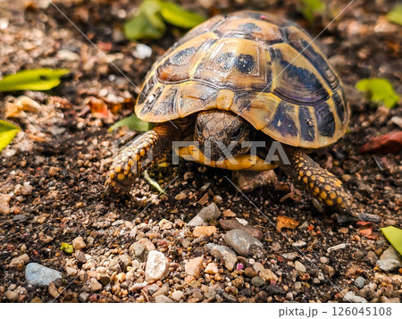 Land Tortoise in Montenegro Garden – Wild Reptile in Backyard 126045108