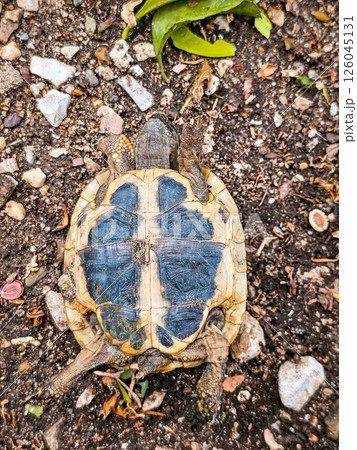 Land Tortoise in Montenegro Garden – Wild Reptile in Backyard 126045131