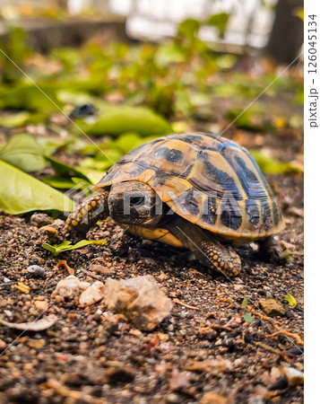 Land Tortoise in Montenegro Garden – Wild Reptile in Backyard Land Tortoise in Montenegro Garden – Wild Reptile in Backyard 126045134