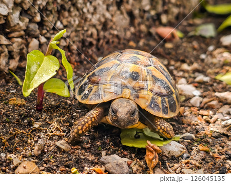 Land Tortoise in Montenegro Garden – Wild Reptile in Backyard Land Tortoise in Montenegro Garden – Wild Reptile in Backyard 126045135