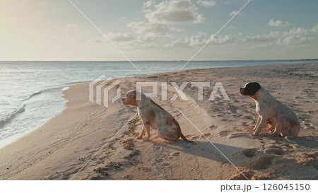 Two dogs are sitting on a sandy beach, enjoying the peaceful atmosphere as they gaze out at the tranquil ocean during a breathtaking sunset 126045150