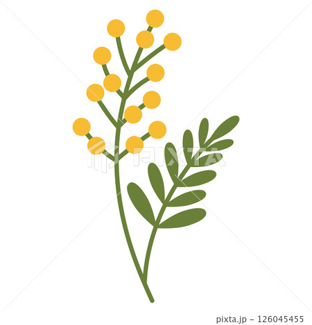 ミモザのアイコン ミモザのアイコン 126045455