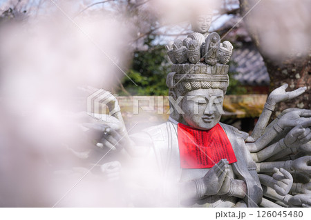 桜と千手観音 桜と千手観音 126045480