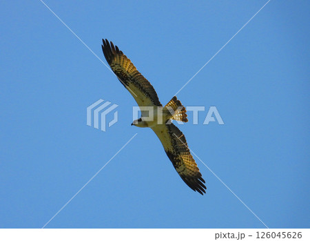 大空を舞うミサゴ 大空を舞うミサゴ 126045626