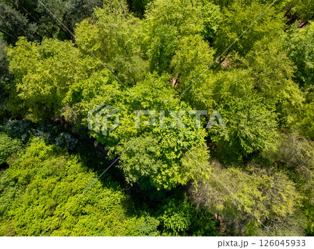 Halle, Vlaams Brabant, Belgium, 27th of April, 2025, An Aerial View of the Lush Green Forest Canopy Halle, Vlaams Brabant, Belgium, 27th of April, 2025, An Aerial View of the Lush Green Forest Canopy 126045933