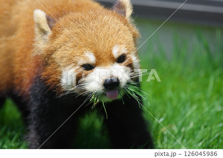 アドベンチャーワールドのレッサーパンダ　草を食べる 126045986