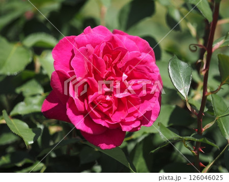 バラ「ブラックベリー ニップ」 バラ「ブラックベリー ニップ」 126046025