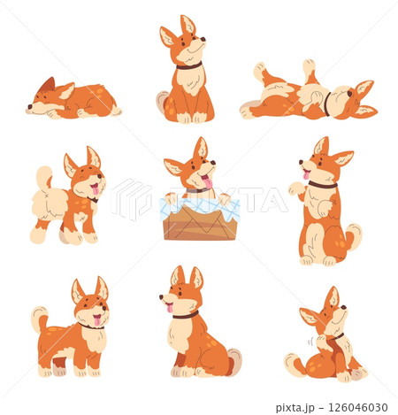 Corgi poses. Cartoon welsh puppy cute dog, adorable doggy little pet canine pose sleep sitting lying playing happy expression kid domestic animal set, classy vector illustration 126046030