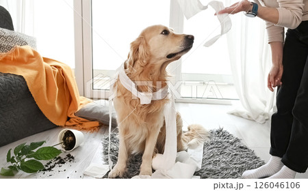 Golden retriever dog playing with toilet paper 126046106