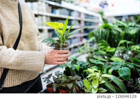 Girl Holding Green Home Plant In Pot In Supermarket 126046129