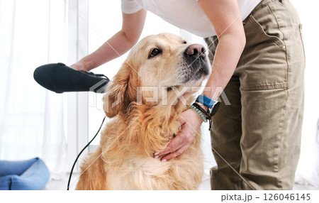 Woman Drying Dog At Home With Hairdryer 126046145