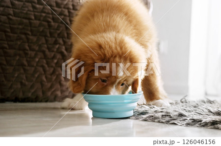 Little funny puppies eating food from bowls at home Little funny puppies eating food from bowls at home 126046156