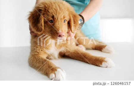 Puppy Toller Retriever dog in vet clinic Puppy Toller Retriever dog in vet clinic 126046157