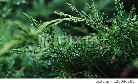 Cypress Green Branch Swaying In The Wind Cypress Green Branch Swaying In The Wind 126046169