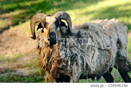 Domestic ram on the farm Domestic ram on the farm 126046186
