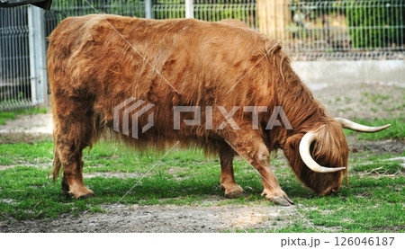 Domestic yak on the farm Domestic yak on the farm 126046187