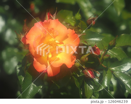 バラ「プレイボーイ」 バラ「プレイボーイ」 126046239