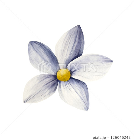 Red spring flower. Watercolor blue gerbera, chamomile, echinacea. Hand drawn wildflower illustration isolated on background, transparent png. Botanical and wedding illustration. Baby shower design 126046242