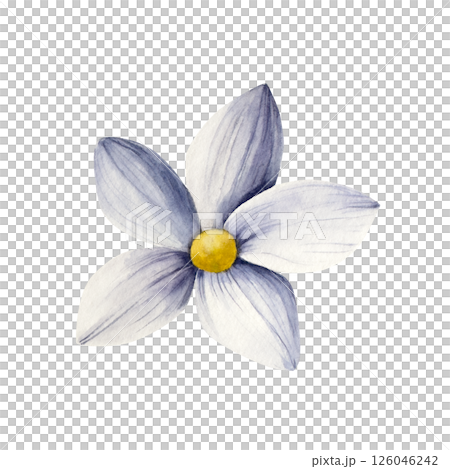 Red spring flower. Watercolor blue gerbera, chamomile, echinacea. Hand drawn wildflower illustration isolated on background, transparent png. Botanical and wedding illustration. Baby shower design 126046242