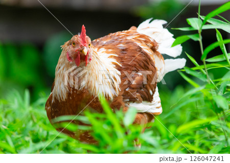 緑生える草を掻き分け現るニワトリ 126047241