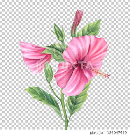 Pink rose mallow branch with green buds, blooms, and leaves watercolor illustration isolated background. Bright hibiscus flower for wedding invitations, floral patterns, tropical posters 126047430