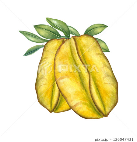 Two ripe yellow green carambolas on a branch with leaves watercolor illustration isolated background. Tropical starfruit for food packaging, healthy juice labels, restaurant menus, and culinary book Two ripe yellow green carambolas on a branch with leaves watercolor illustration isolated background. Tropical starfruit for food packaging, healthy juice labels, restaurant menus, and culinary book 126047431